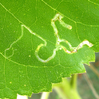 Mine serpentine causée par une larve d'Agromyzidae